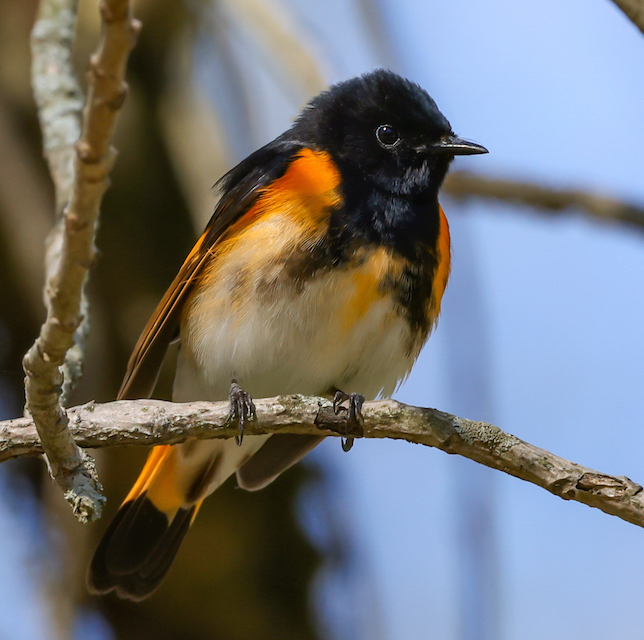 American Redstart Photo 2