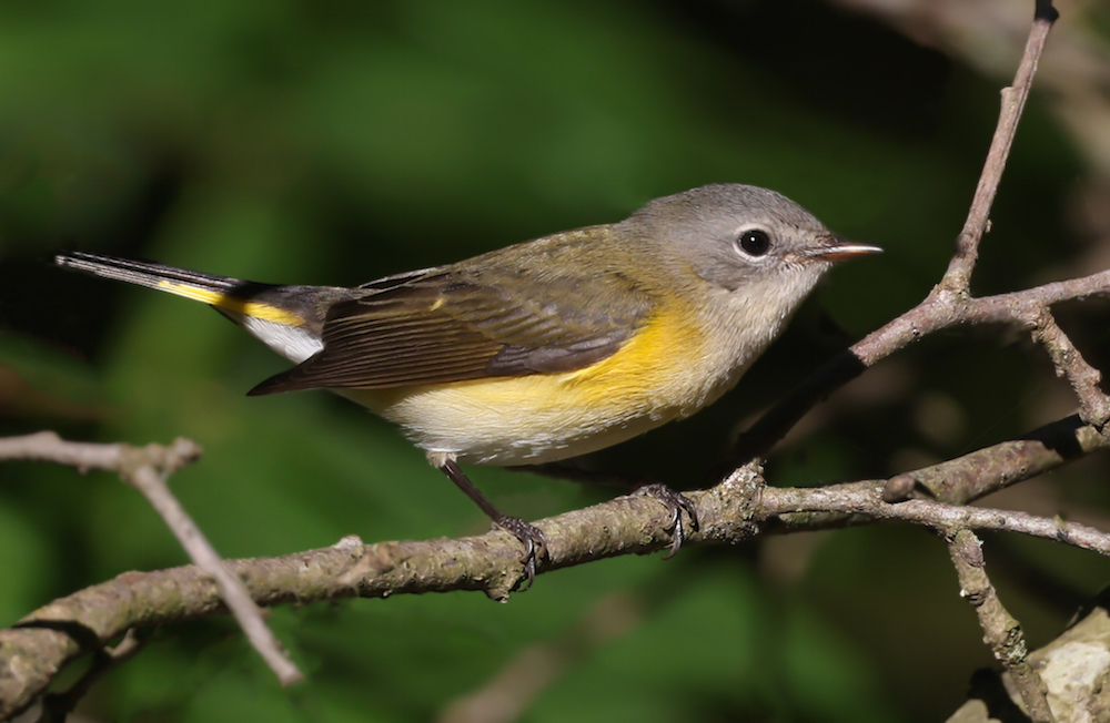 American Redstart