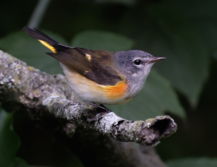 American Redstart (2nd fall male)