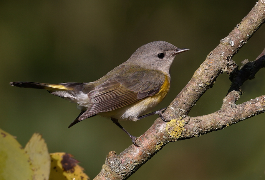 American Redstart