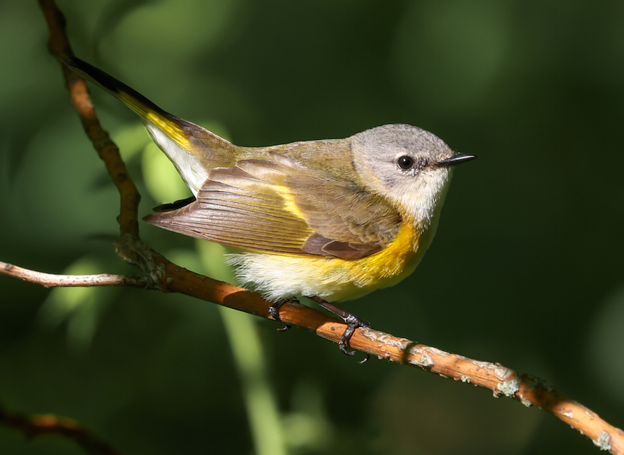American Redstart (spring adult female)