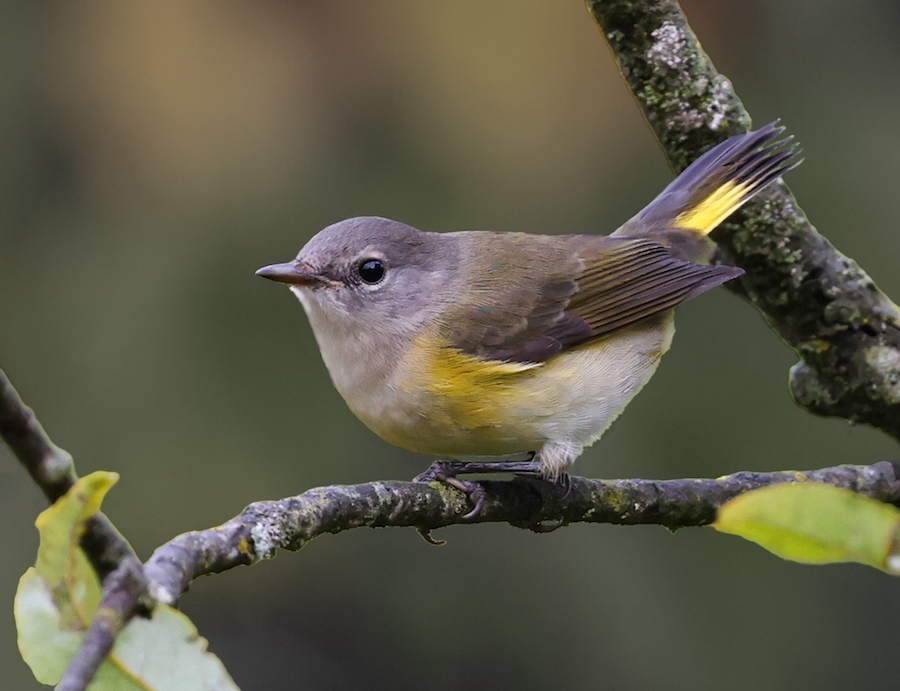 American Redstart