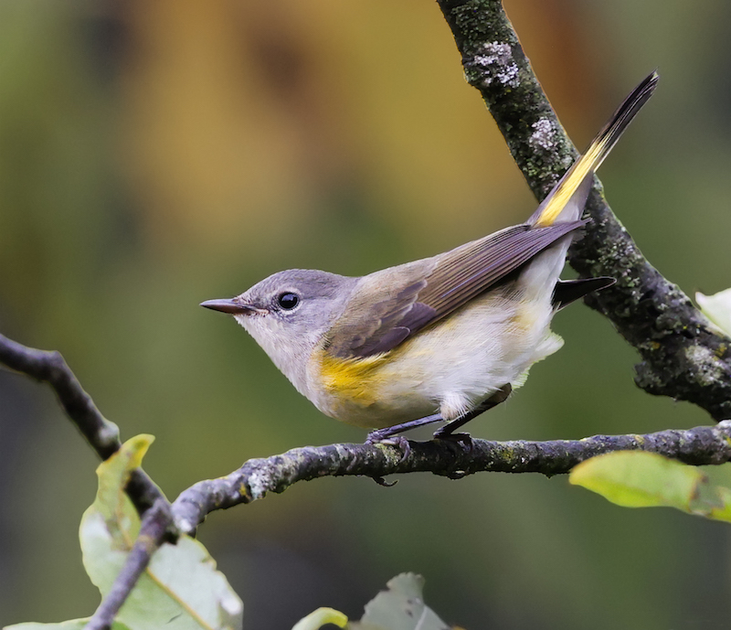American Redstart