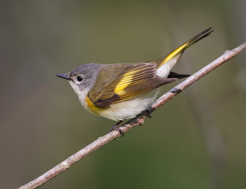 American Redstart (spring adult female)