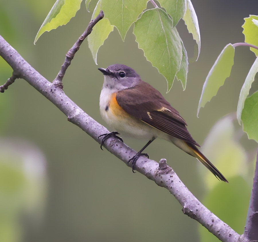 American Redstart (1st spring male)