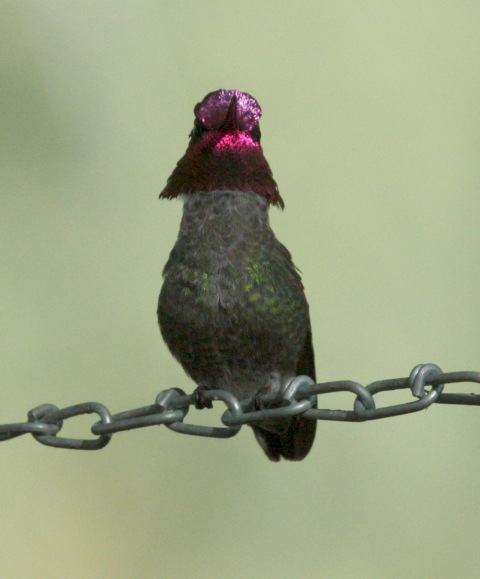 Anna's Hummingbird photo #3