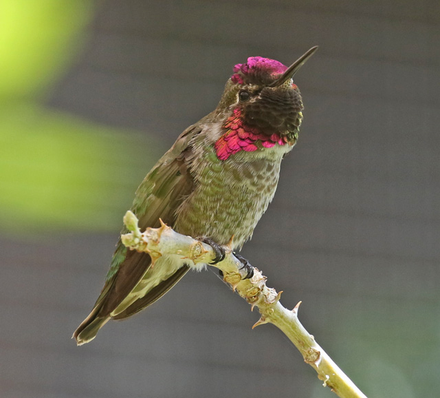 Anna's Hummingbird photo #1