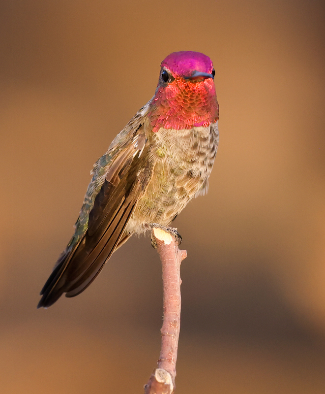 Anna's Hummingbird photo #1