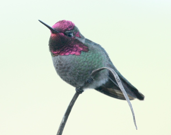 Anna's Hummingbird photo #4