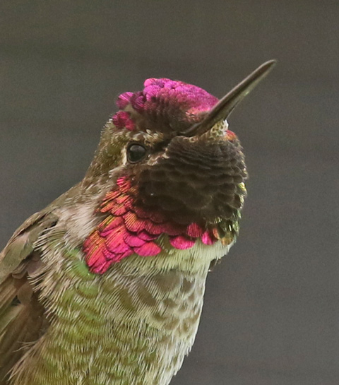Anna's Hummingbird photo #2
