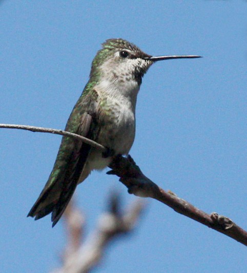 Anna's Hummingbird (female) photo #2