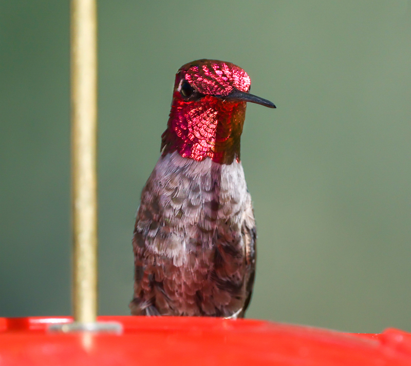 Anna's Hummingbird photo #5