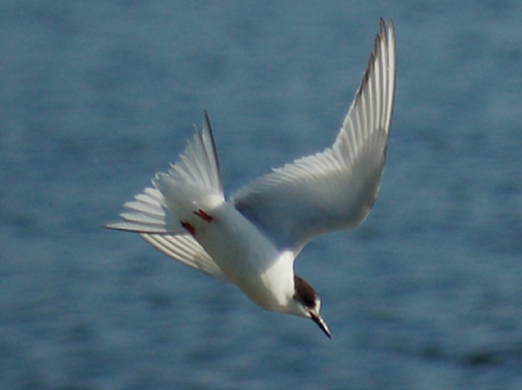 Arctic Tern (1st cycle in flight)