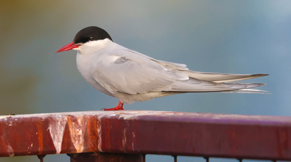 Arctic Tern