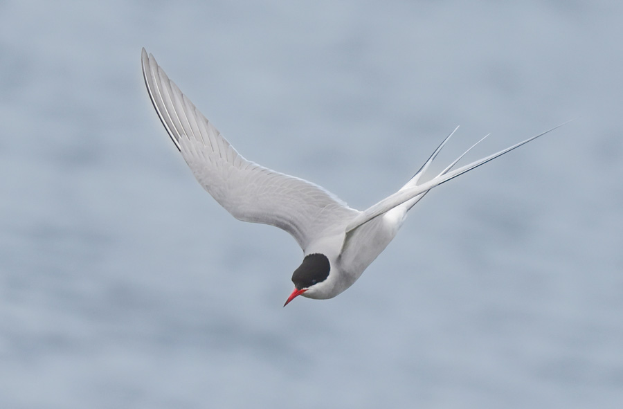 Arctic Tern