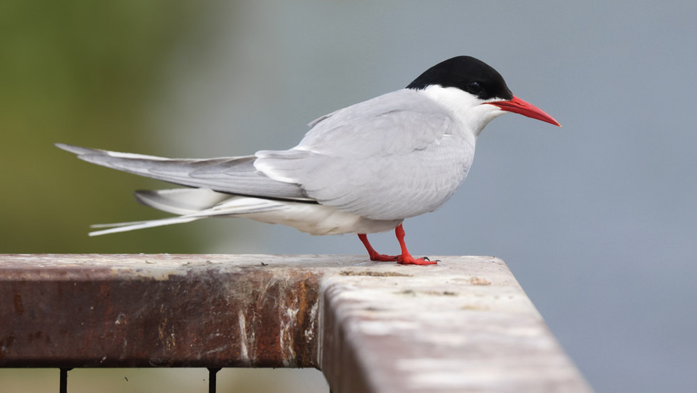 Arctic Tern
