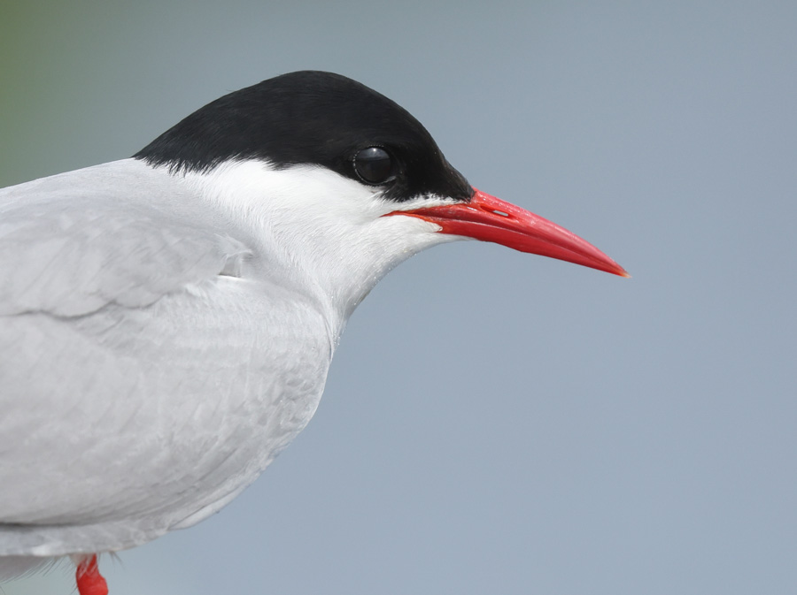 Arctic Tern