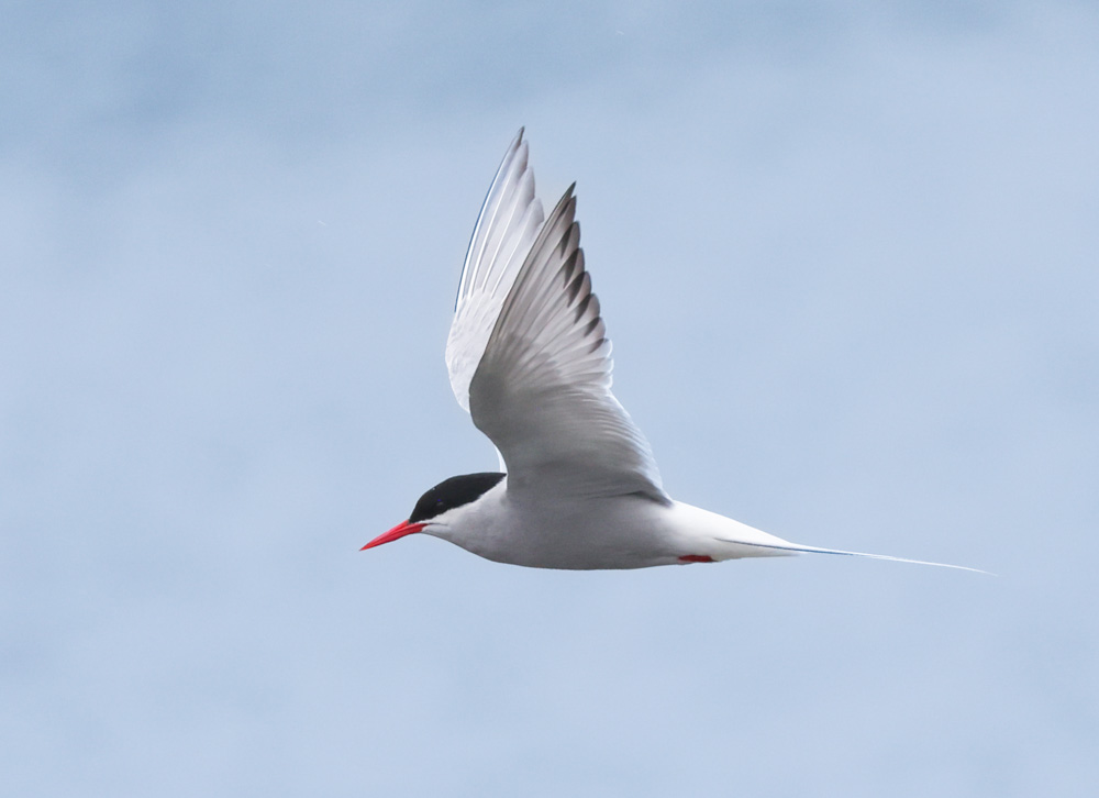 Arctic Tern
