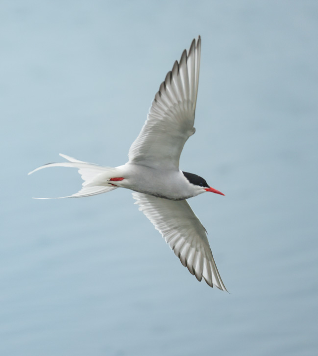 Arctic Tern