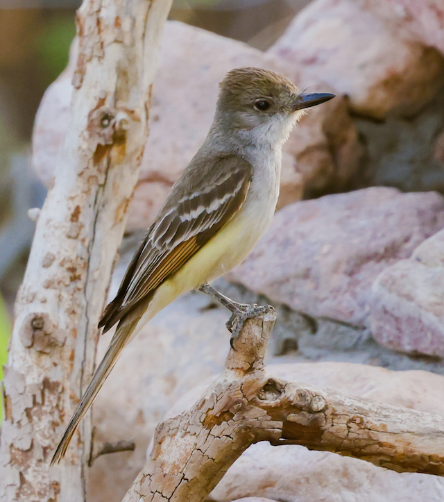 Ash-throated Flycatcher
