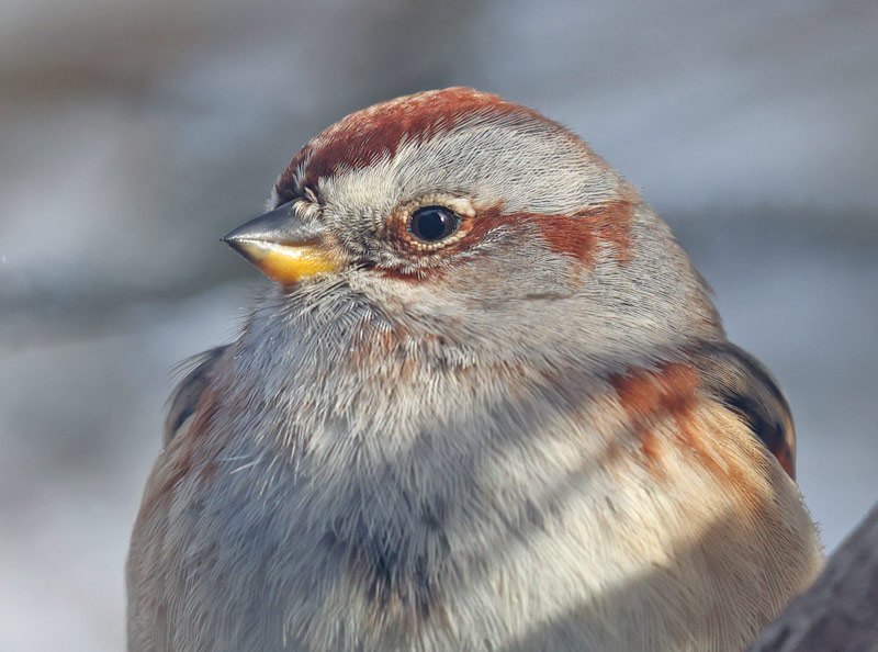American Tree Sparrow photo #2