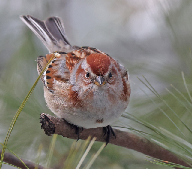 American Tree Sparrow photo #7