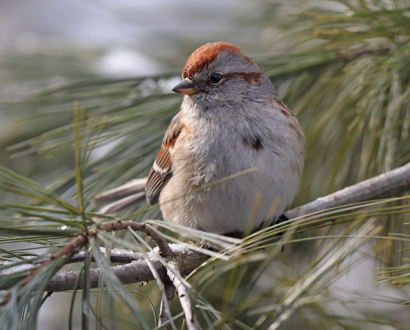 American Tree Sparrow photo #6