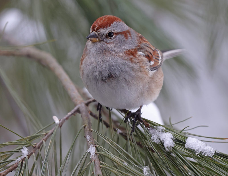 American Tree Sparrow photo #4