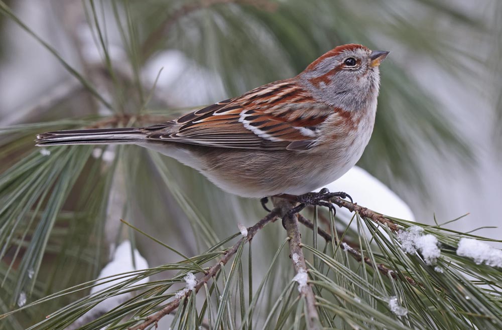 American Tree Sparrow photo #3