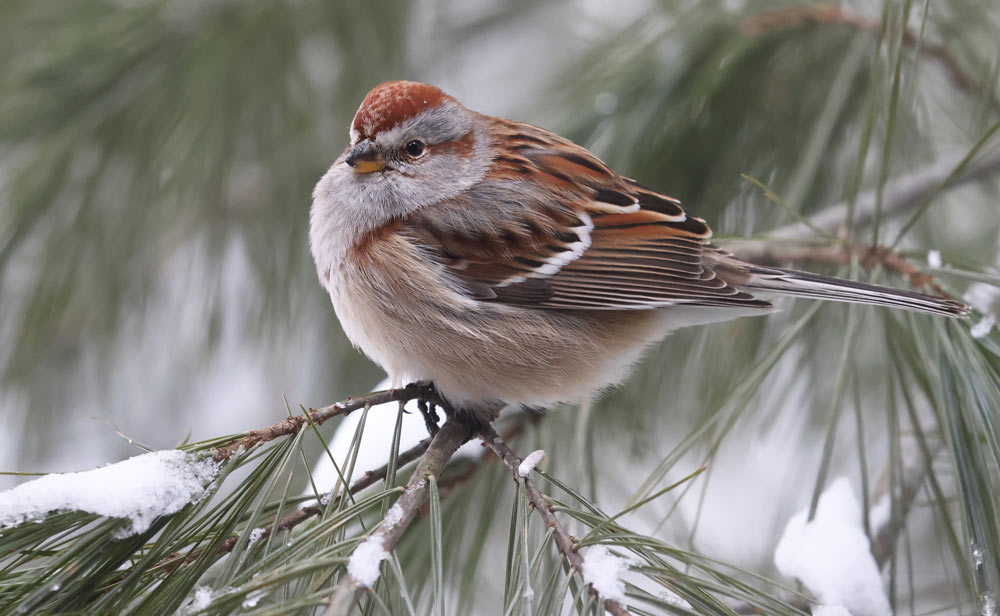 American Tree Sparrow photo #1