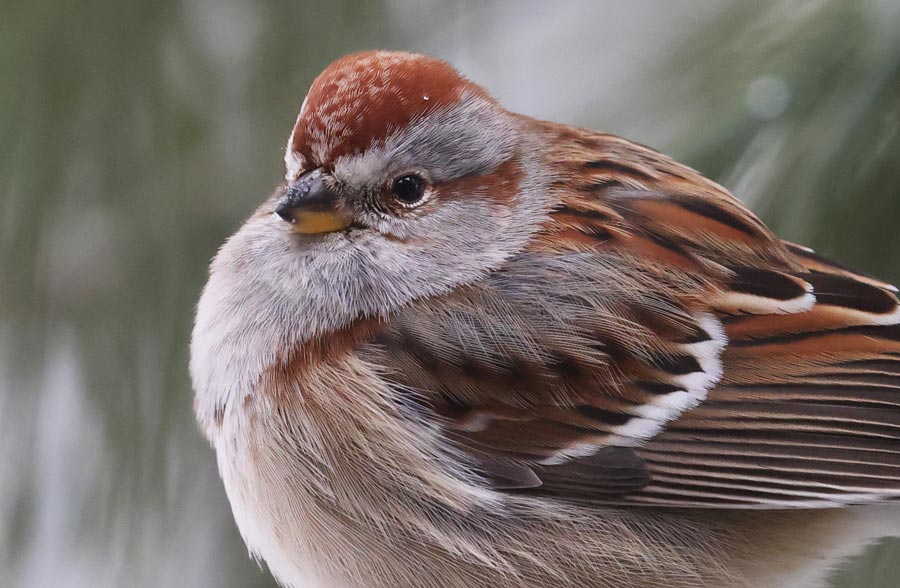 American Tree Sparrow photo #2