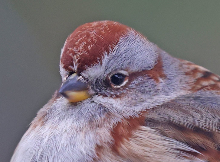 American Tree Sparrow photo #4