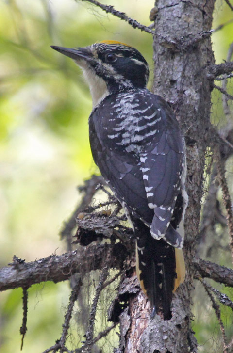 American Three-toed Woodpecker 