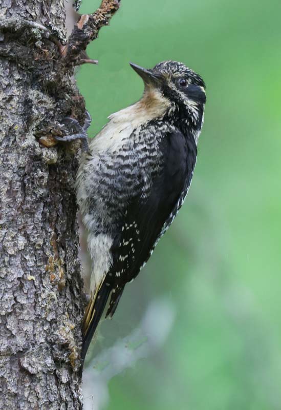 American Three-toed Woodpecker Photo 5