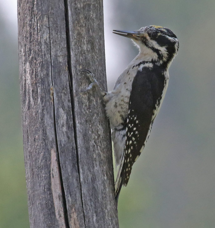 American Three-toed Woodpecker 1