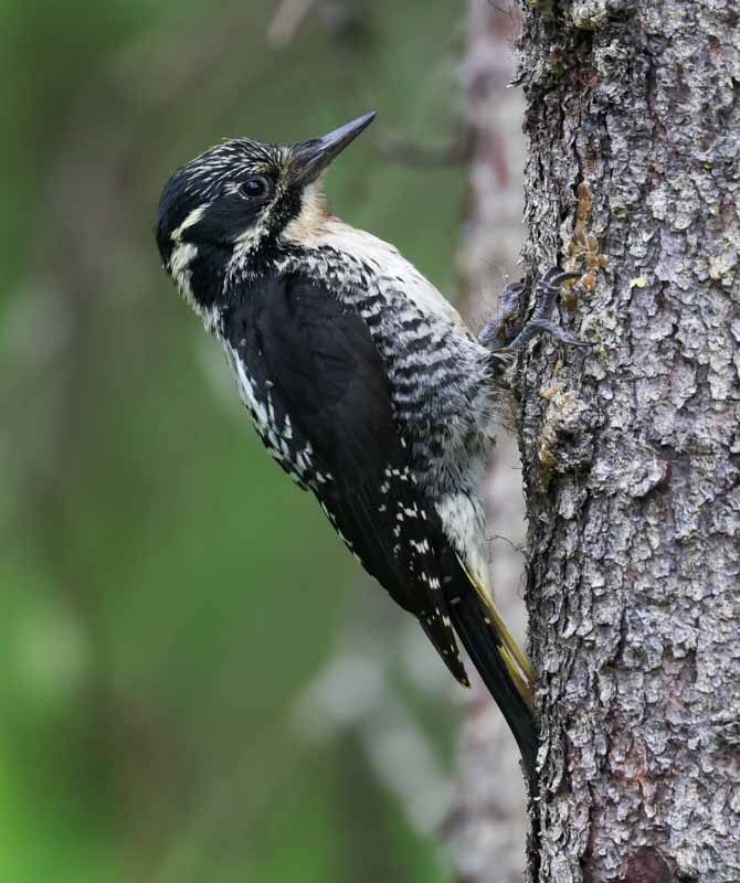 American Three-toed Woodpecker Photo 3
