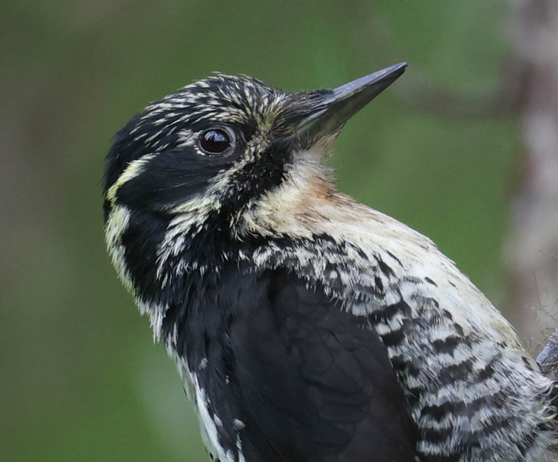 American Three-toed Woodpecker Photo 4