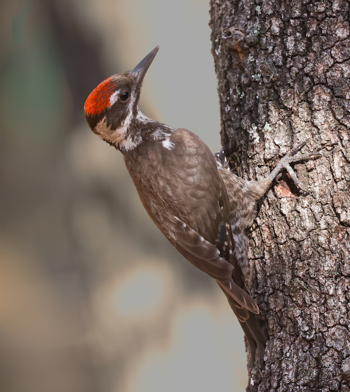 Arizona Woodpecker