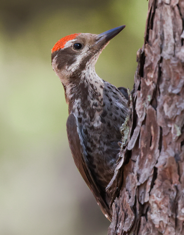Arizona Woodpecker