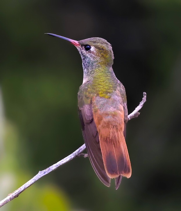 Amazilia Hummingbird