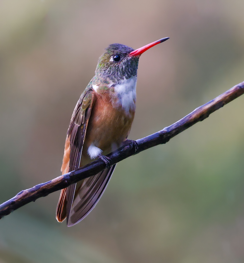 Amazilia Hummingbird
