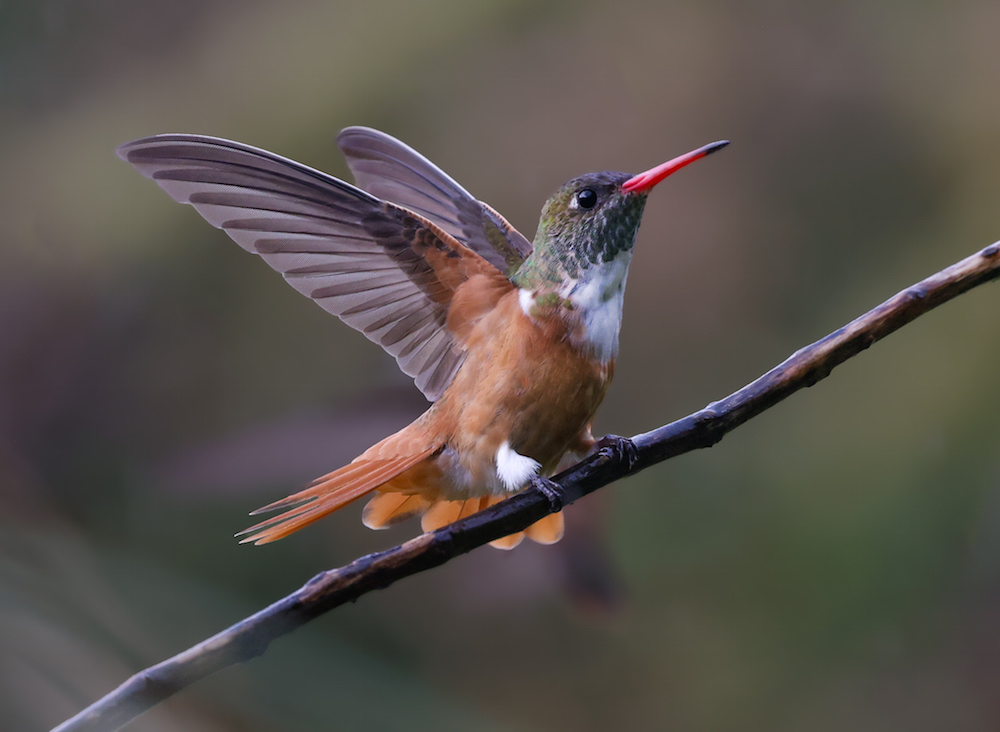 Amazilia Hummingbird