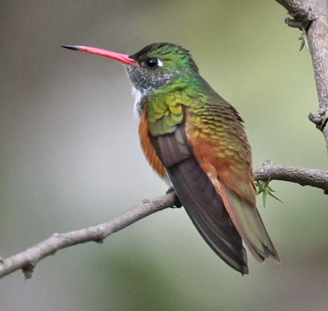 Amazilia Hummingbird