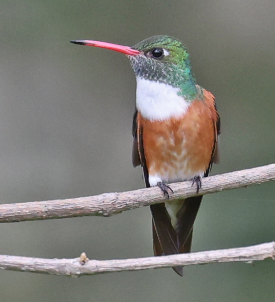 Amazilia Hummingbird