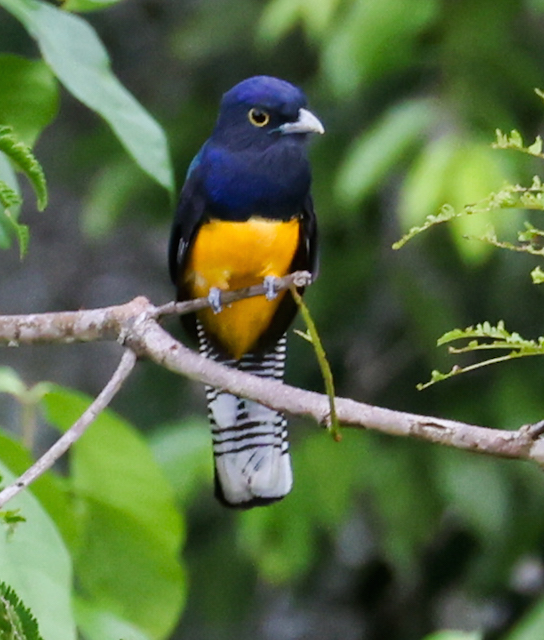 Amazonian Trogon