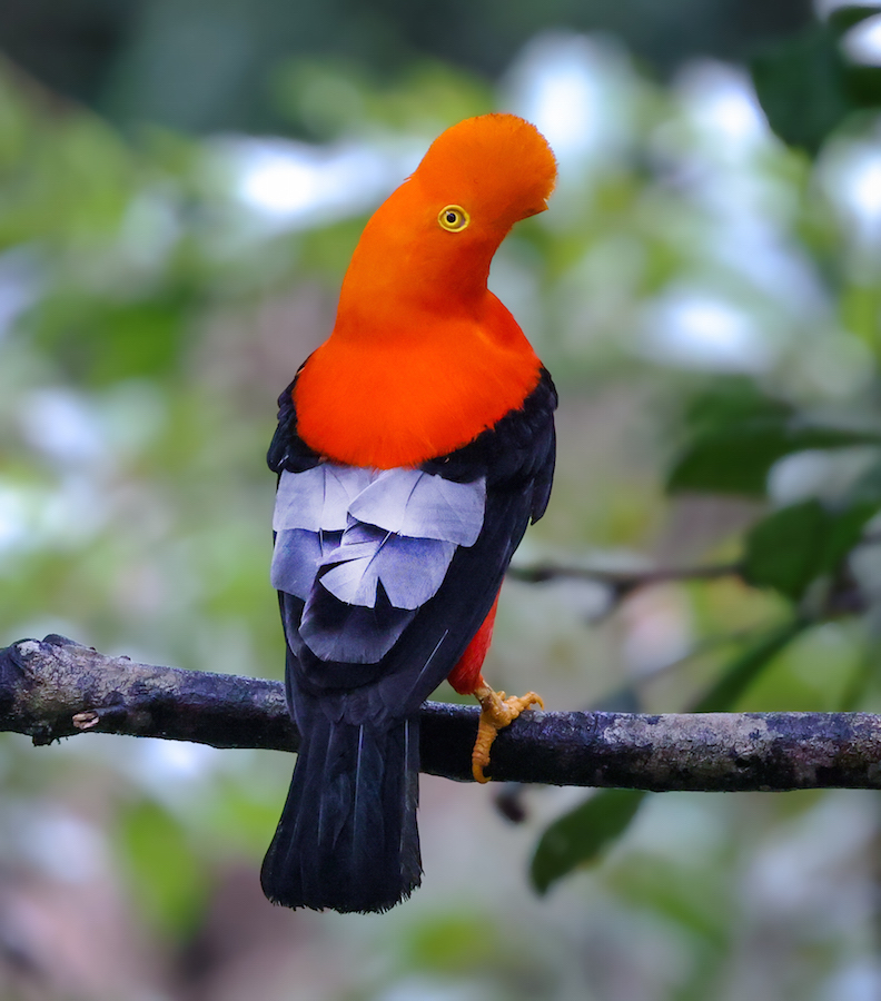 Andean Cock-of-the-rock (eastern race)