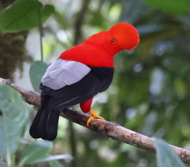 Andean Cock-of-the-rock (western race)