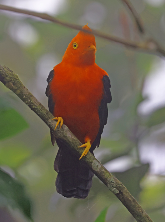 Andean Cock-of-the-rock (eastern race)