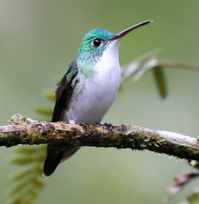 Andean Emerald 