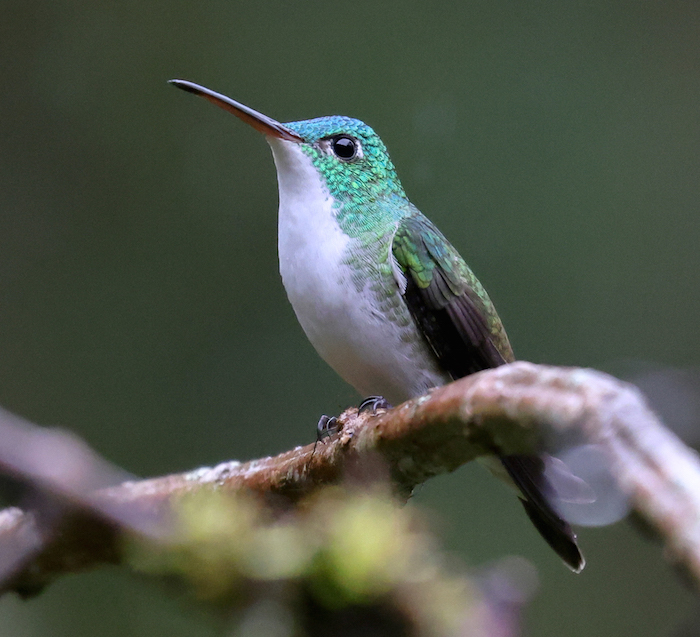 Andean Emerald 